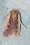 Ochropleura plecta