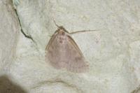 Udea prunalis