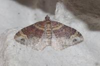 Xanthorhoe spadicearia/ferrugata