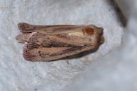 Globia sparganii