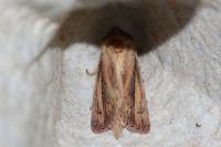 Globia sparganii
