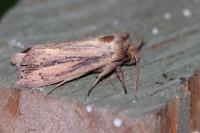 Globia sparganii
