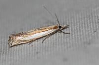 Crambus pascuella