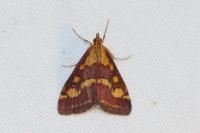 Pyrausta purpuralis