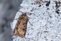 Agrotis segetum