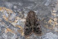 Apamea furva