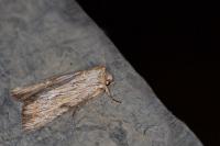 Apamea lithoxylaea