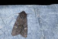 Apamea maillardi