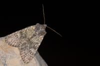 Apamea zeta
