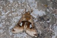 Autographa aemula