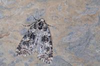 Bryophila domestica