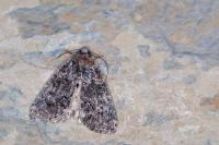 Bryophila galathea