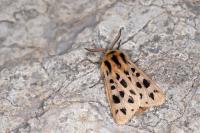 Chelis maculosa