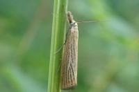 Agriphila straminella