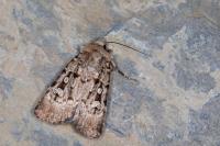 Chersotis multangula