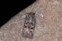 Chersotis oreina