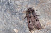 Chersotis rectangula