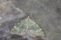 Colostygia aqueata aqueata