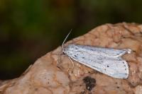 Coscinia cribraria cribraria