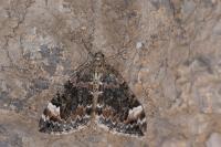 Dysstroma truncata