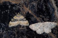 Entephria cyanata cyanata