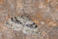 Entephria cyanata cyanata