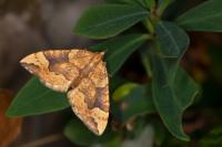 Eulithis populata