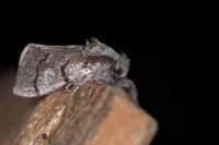 Gynaephora fascelina