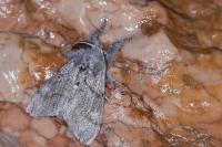 Gynaephora fascelina