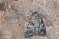 Hadena caesia caesia