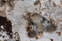 Hadena caesia caesia