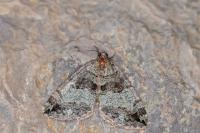 Hydriomena furcata