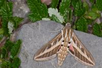 Hyles livornica