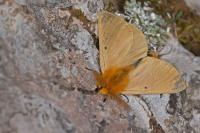 Lemonia taraxaci