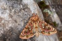 Panchrysia v-argenteum