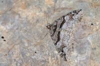 Pareulype berberata berberata