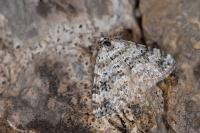 Perizoma minorata