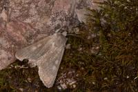 Rhyacia helvetina helvetina