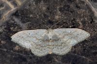 Scopula incanata