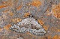 Scotopteryx bipunctaria