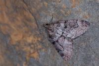 Thera cognata