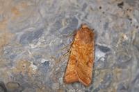 Xestia ochreago