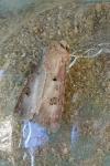 Agrotis exclamationis exclamationis