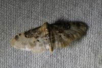 Idaea filicata