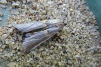 Etiella zinckenella
