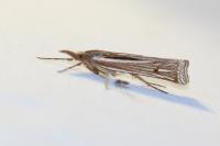 Ancylolomia tentaculella