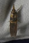 Etiella zinckenella