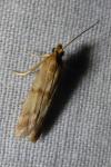 Homoeosoma sinuella