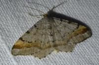 Macaria liturata