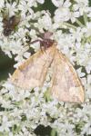 Eulithis populata